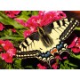 PUZZLE 500 PEZZI ravensburger FARFALLA originale 49 X 36 CM Ravensburger - 2