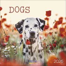 CALENDARIO 2026 korsch verlag CANI dogs CM 30 X 30 da parete