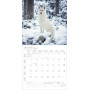 CALENDARIO 2026 korsch verlag CANI dogs CM 30 X 30 da parete