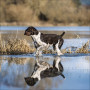 CALENDARIO 2026 korsch verlag CANI dogs CM 30 X 30 da parete