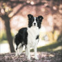 CALENDARIO 2026 korsch verlag CANI dogs CM 30 X 30 da parete