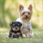 CALENDARIO 2026 korsch verlag CANI dogs CM 30 X 30 da parete