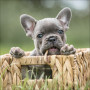 CALENDARIO 2026 korsch verlag CANI dogs CM 30 X 30 da parete