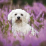 CALENDARIO 2026 korsch verlag CANI dogs CM 30 X 30 da parete