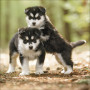CALENDARIO 2026 korsch verlag CANI dogs CM 30 X 30 da parete