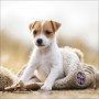 CALENDARIO 2026 korsch verlag CANI dogs CM 30 X 30 da parete