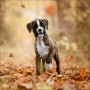 CALENDARIO 2026 korsch verlag CANI dogs CM 30 X 30 da parete