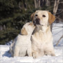 CALENDARIO 2026 korsch verlag CANI dogs CM 30 X 30 da parete