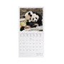 CALENDARIO DA PARETE 2026 legami LIFE IS PANDASTIC panda 18 X 18 CM piccolo