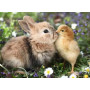 PUZZLE 500 PEZZI ravensburger RABBIT AND DUCK originale CUCCIOLI