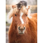 PUZZLE 500 PEZZI ravensburger LITTLE RIDER originale CUCCIOLI