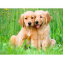 PUZZLE 500 PEZZI ravensburger GOLDEN RETRIEVER originale CUCCIOLI
