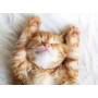 PUZZLE 500 PEZZI ravensburger LITTLE DREAMER originale CUCCIOLI