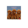 CALENDARIO 2027 da parete PUPPIES quadrato LEGAMI cm30x30