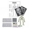 SCHELETRO UMANO fosforescente GLOW HUMAN SKELETON kit scientifico 4M kidz labs set GIOCO età 8+