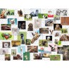 PUZZLE ravensburger COLLAGE ANIMALI premium 1500 PEZZI 80 x 60 cm Ravensburger - 2