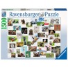 PUZZLE ravensburger COLLAGE ANIMALI premium 1500 PEZZI 80 x 60 cm Ravensburger - 1