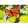 BUTTERFLY TWIST 3D MONARCH diam. 29 cm girandola FARFALLA INVENTO HQ wind game