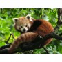 PUZZLE ravensburger DOLCE PANDA ROSSO original 500 PEZZI soft click 49 X 36 CM Ravensburger - 2
