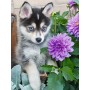 PUZZLE ravensburger TENERO HUSKY originale 500 PEZZI grandi MAXI cm 61 x 46 Ravensburger - 2
