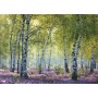 PUZZLE ravensburger BOSCO DI BETULLE n 18 nature edition 1000 PEZZI orizzontale 50 X 70 CM Ravensburger - 2