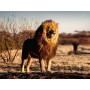 PUZZLE 1000 LEONE ravensburger 1000 PEZZI cm 70 x 50 Ravensburger - 2
