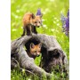 PUZZLE 300 VOLPE CURIOSA ravensburger 300 PEZZI XXL età 9+ Ravensburger - 2